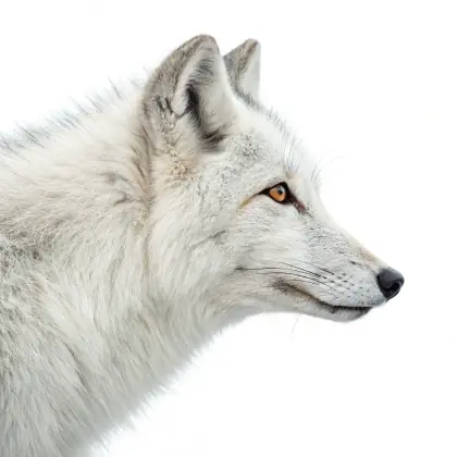 @wittyblazecascade4960 Samples