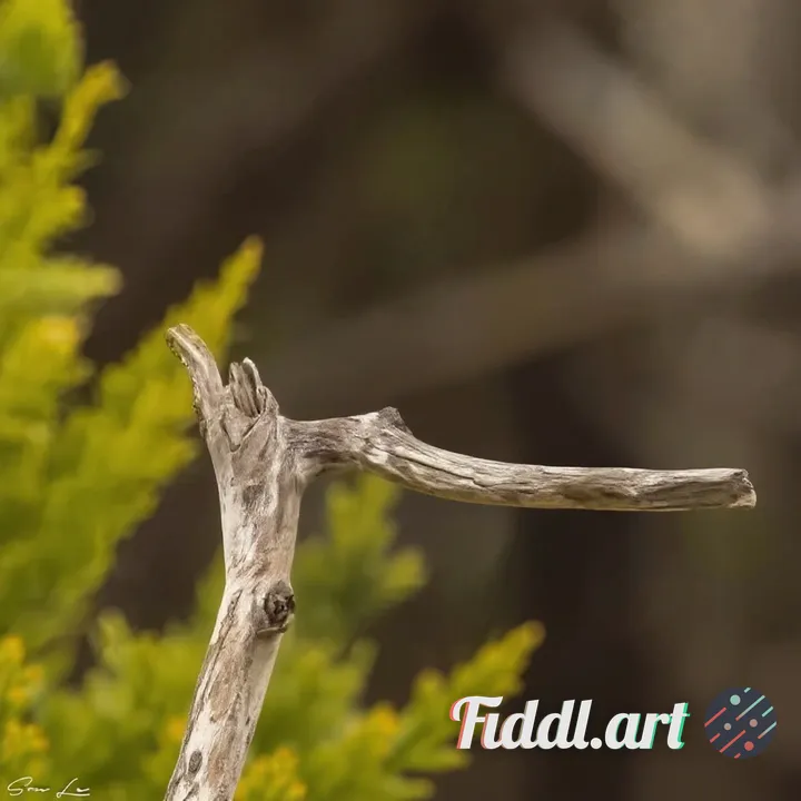 remove bird and dead branch